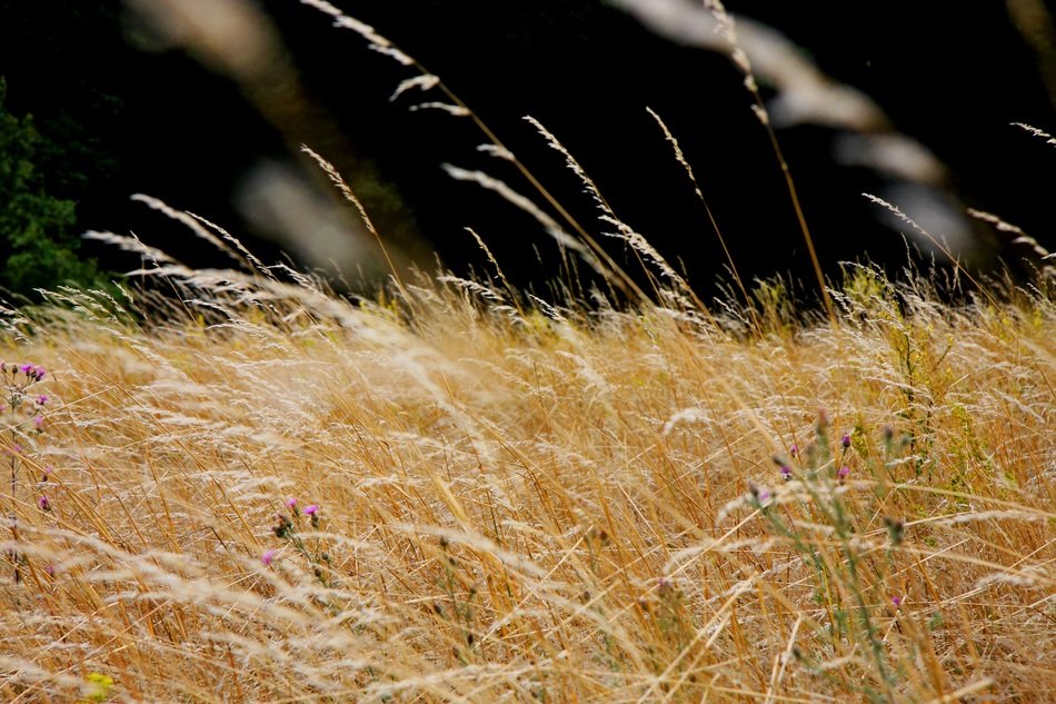 Beautiful dry Golden grass on the field at blurred background