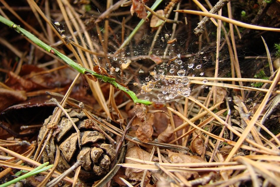 Litter Drops on Spider Web