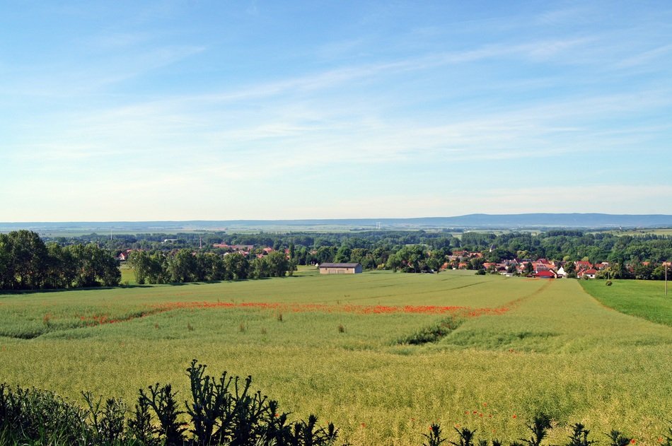 green Fields at summer countryside