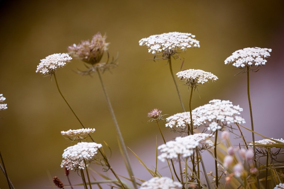 Wild Carrot Wild Plant Flowers