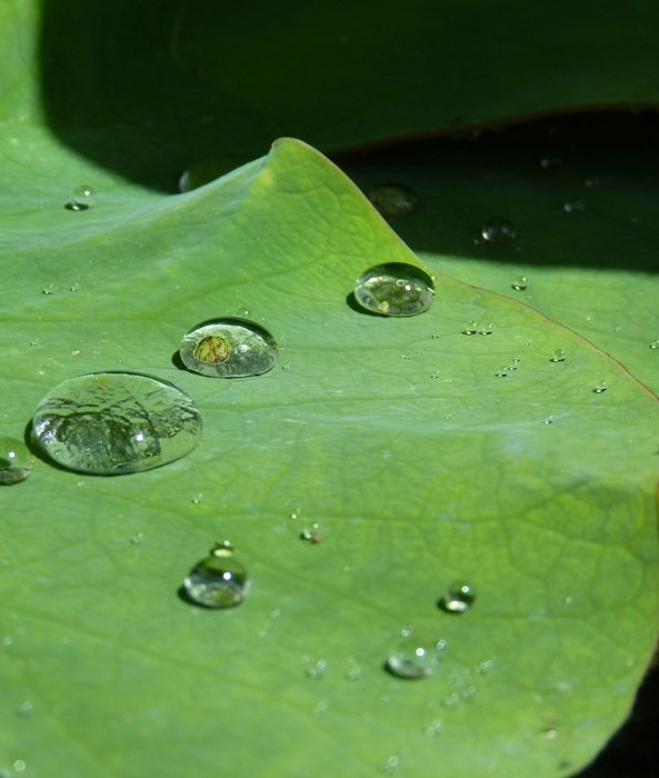 lotus drip of water