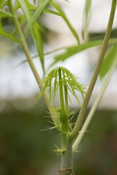 picturesque and pretty Plant