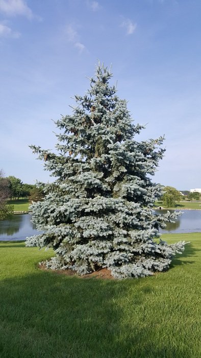 spruce on the green meadow