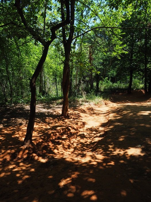 sandy road in the forest in the play of light and shadow