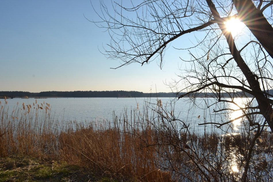 Landscape of Reed on the pond