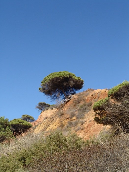 Algarve Tree Sky Coast Nature