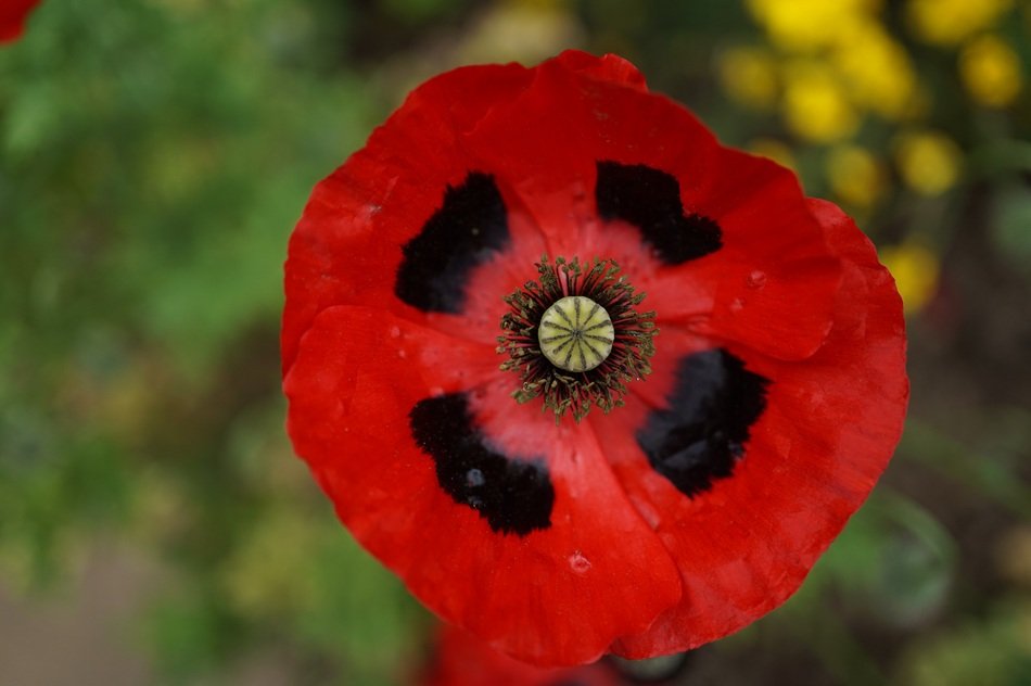 macro view of red poppy like a button