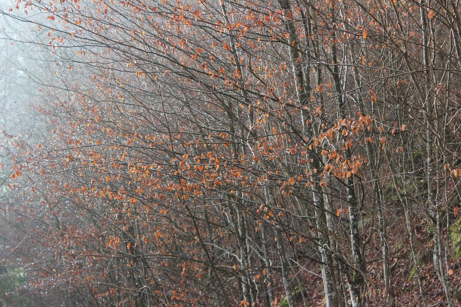 raindrops on trees