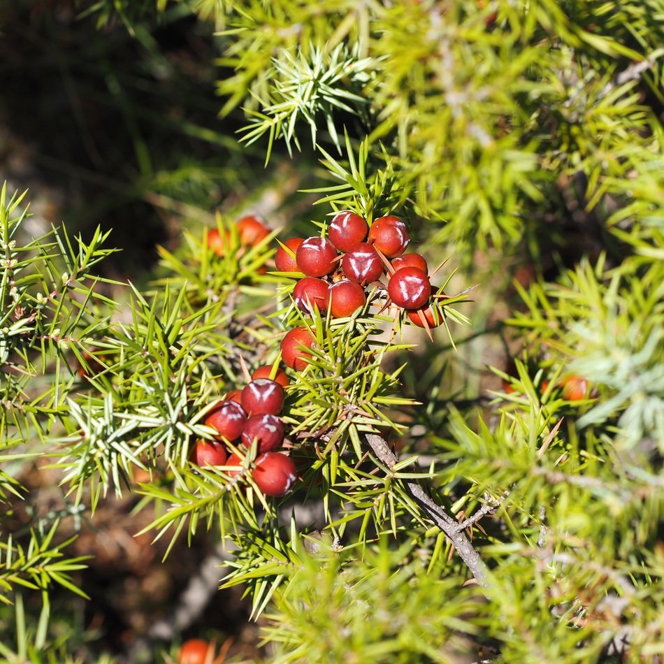 red yew berries