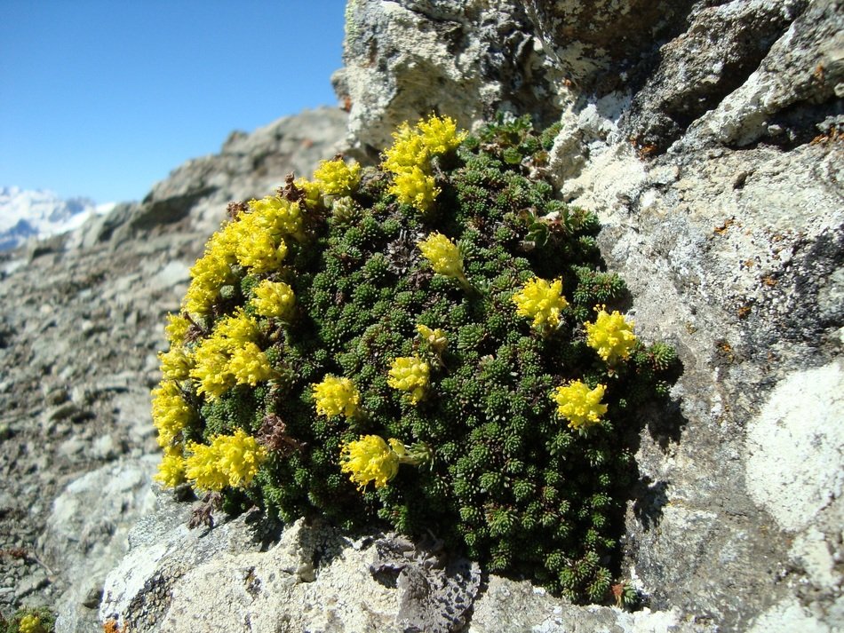 extraordinary Mountains Plant