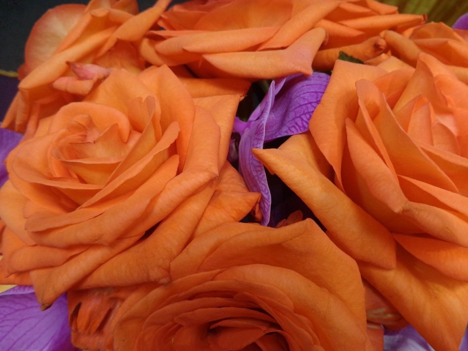 orchards roses romance