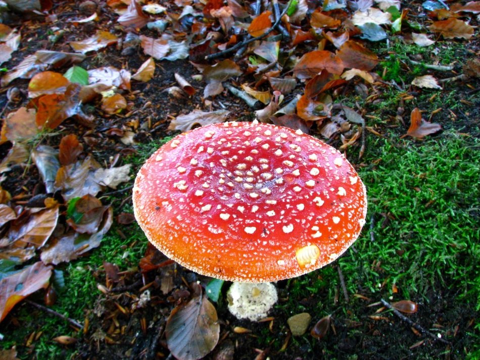 unstable mushroom in the autumn forest