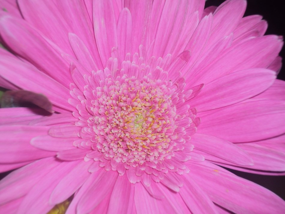 chamomile with pink petals close-up