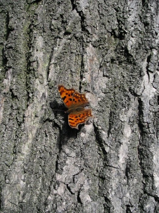 Sitting butterfly on a old tree