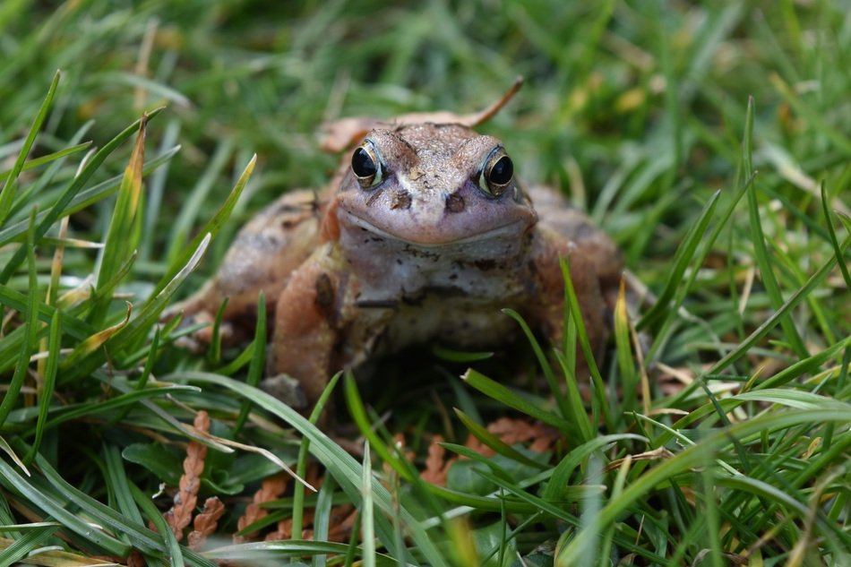 frog sitting in green grass