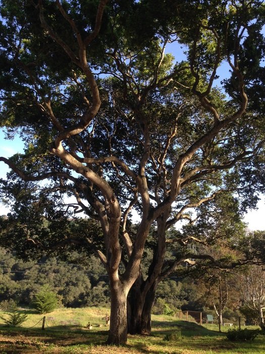oak on a green meadow