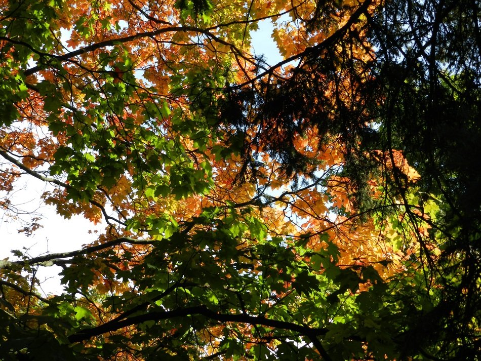 yellow and green trees in the early autumn