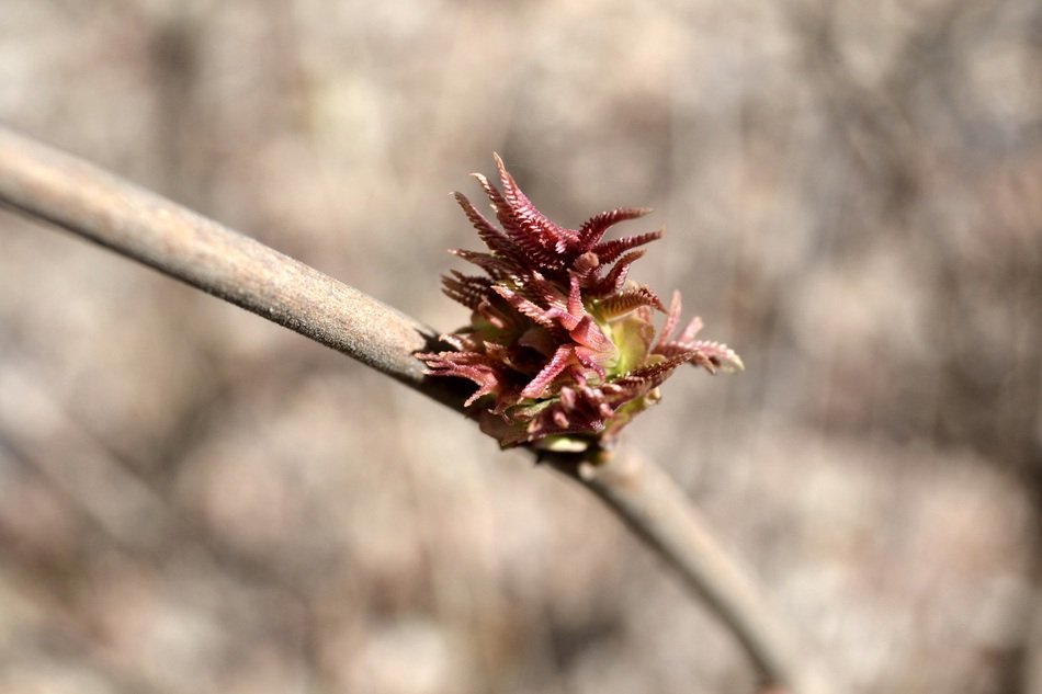 Plant on a branch