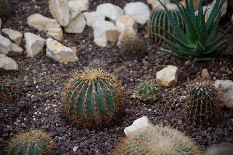 Cactus Spines