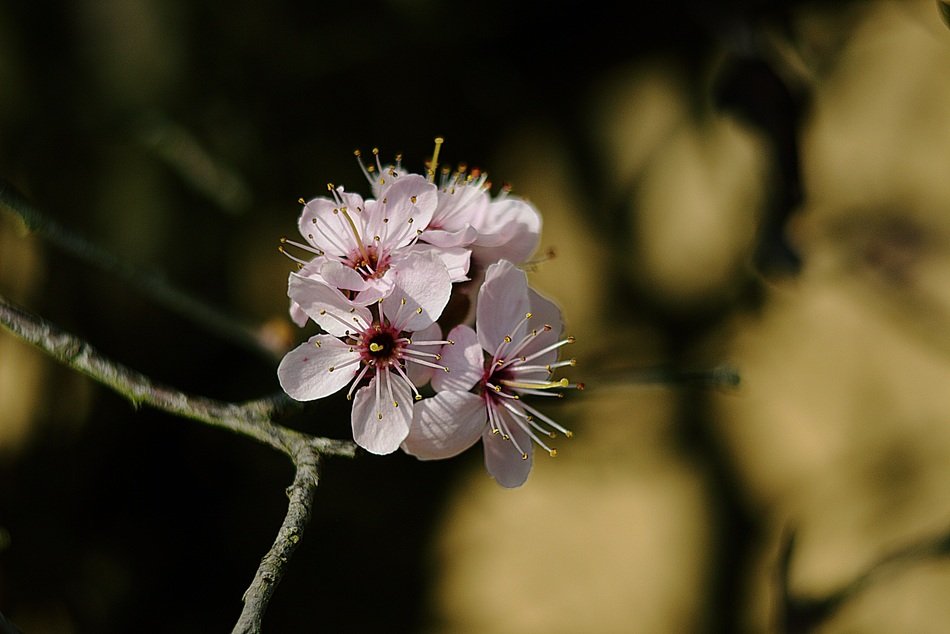 light purple flowers on a branch close-up