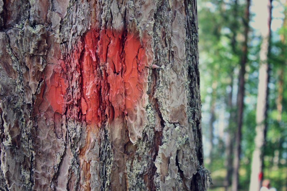 marked tree close up