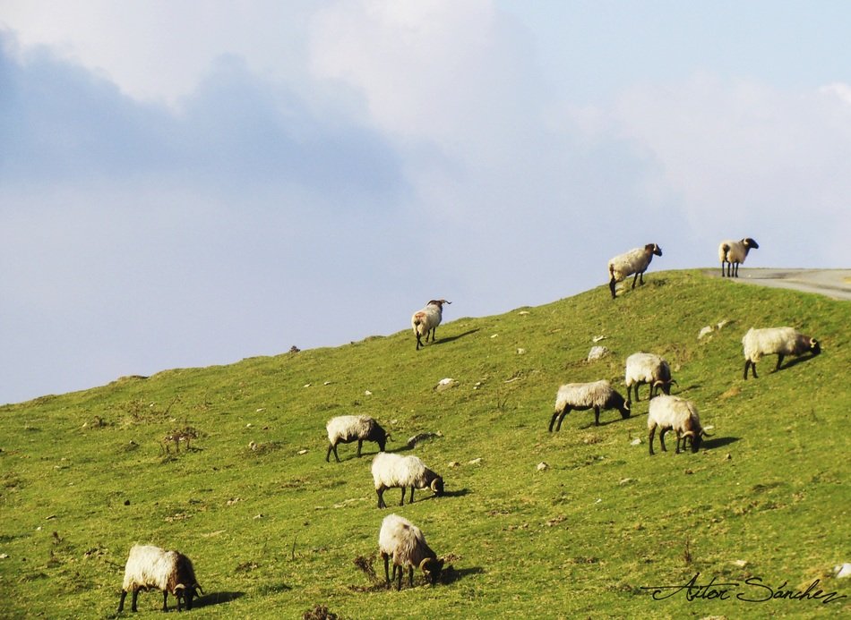 flock of sheep in the pyrenees