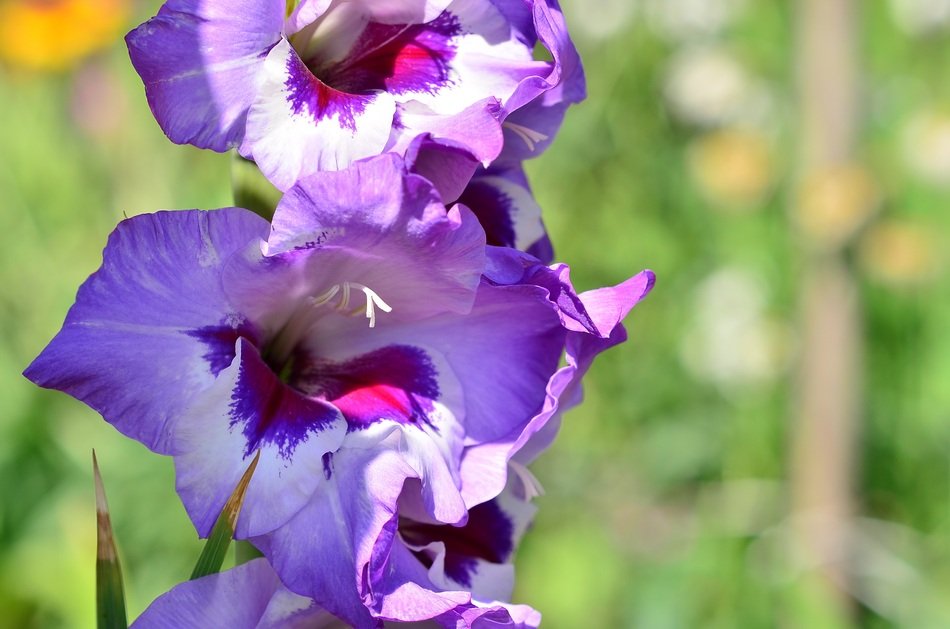 Gladiolus Blue