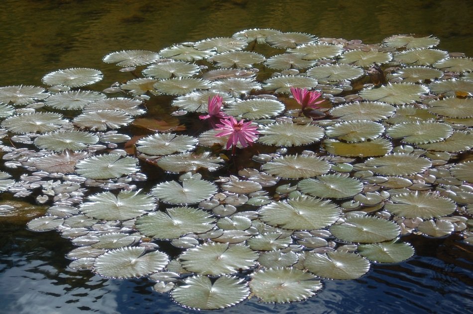 glade of water lilies on the water