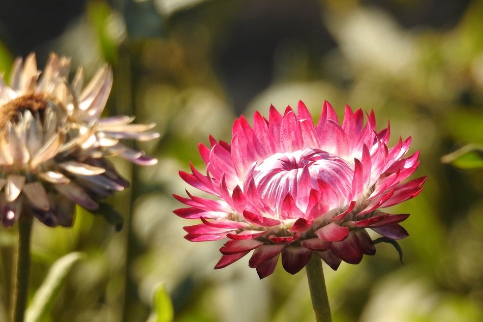 red strawflower