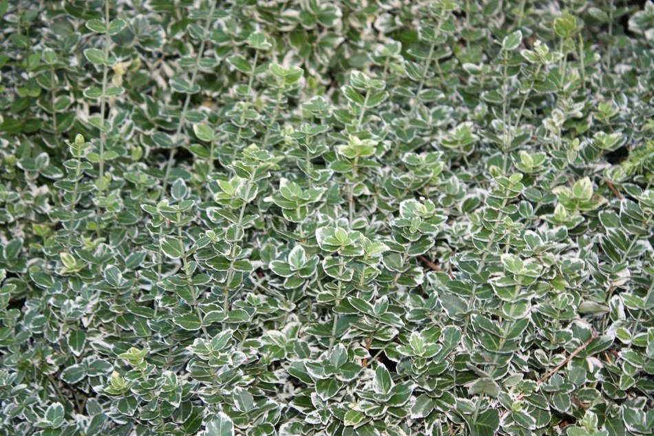 Euonymus fortunei, spindle plant with green and white leaves, background