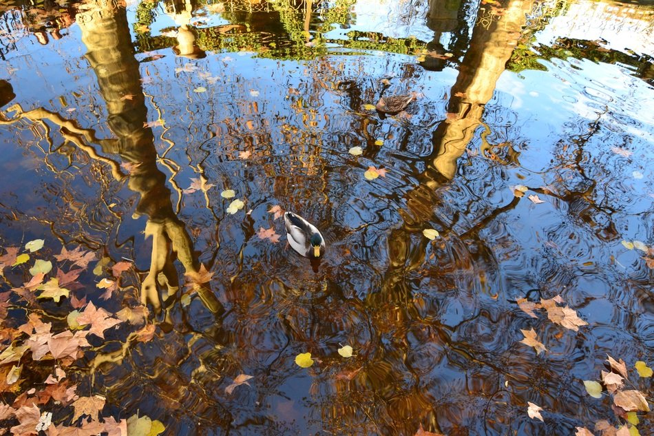 trees in the water in autumn