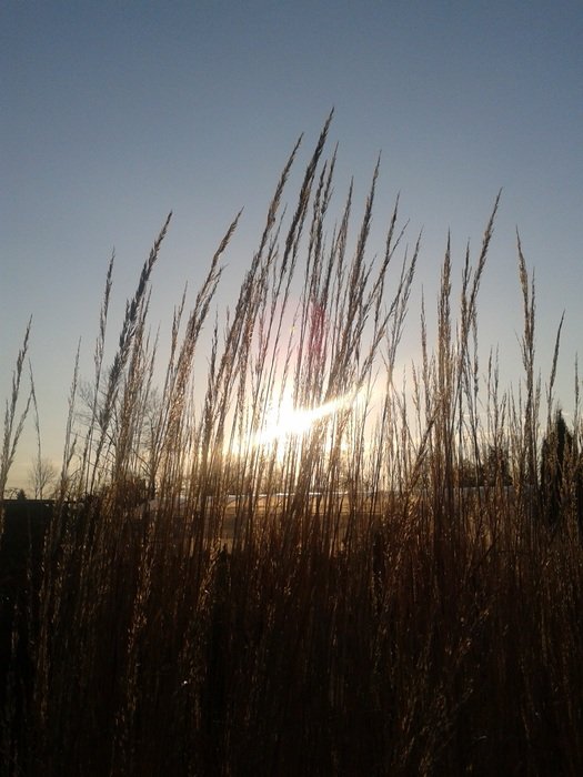 the sun behind the grass