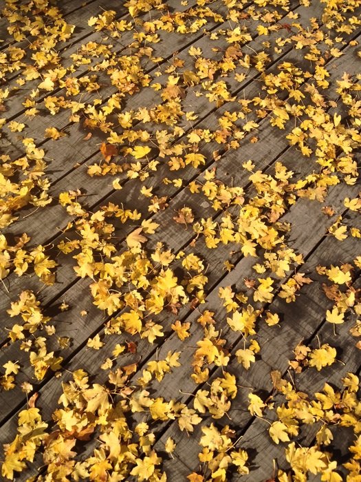 colorful autumn foliage on wooden flooring