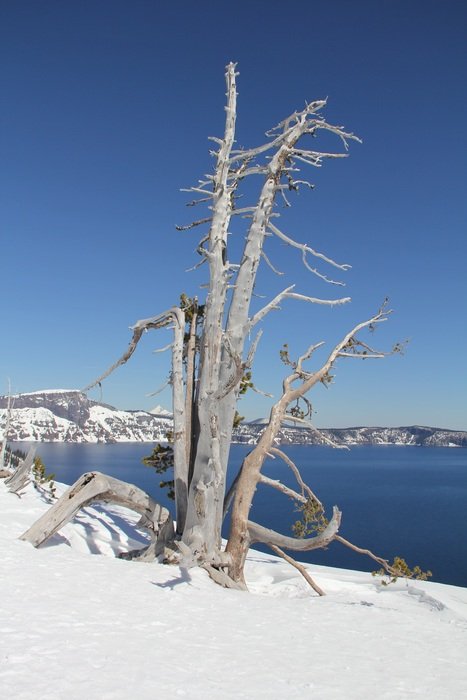 frozen leafless tree in cold season