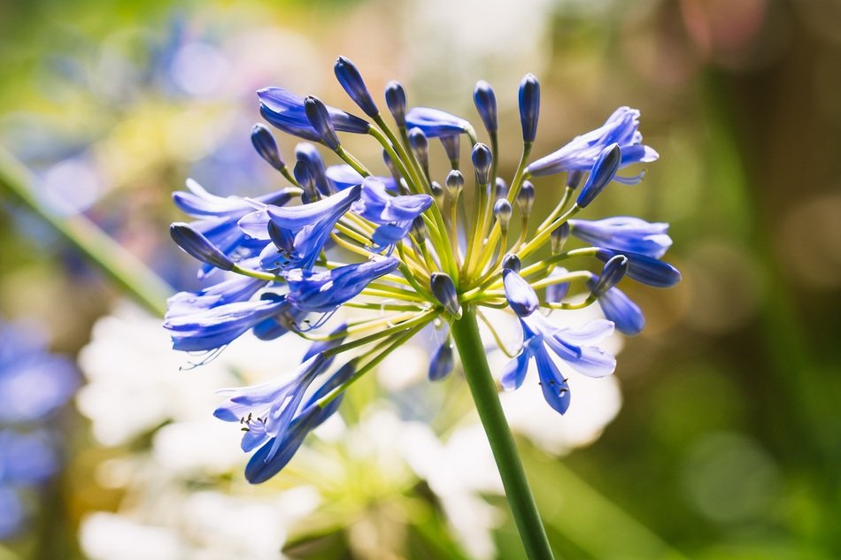 Blue blossoming agapanthus flowers