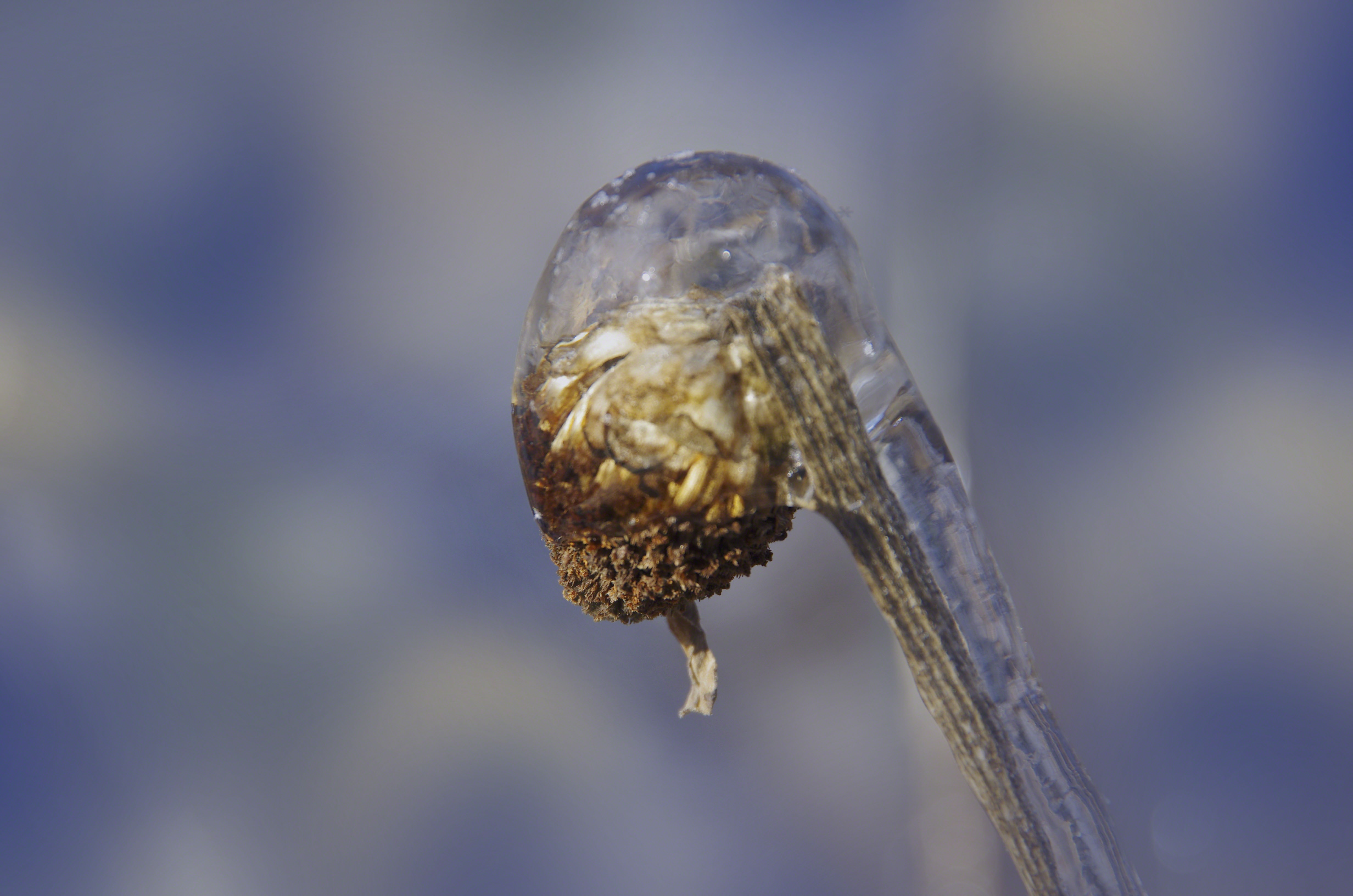 Free imagejpeg, Resolution: 4928x3264, File size: 988Kb, frozen flower bud...
