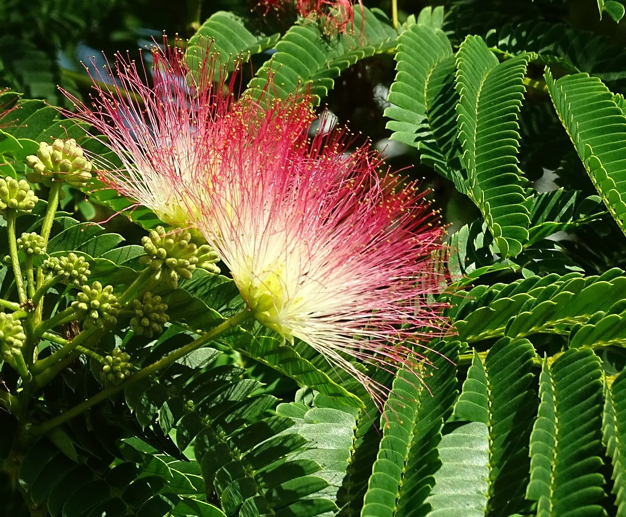 Silk Tree free image download