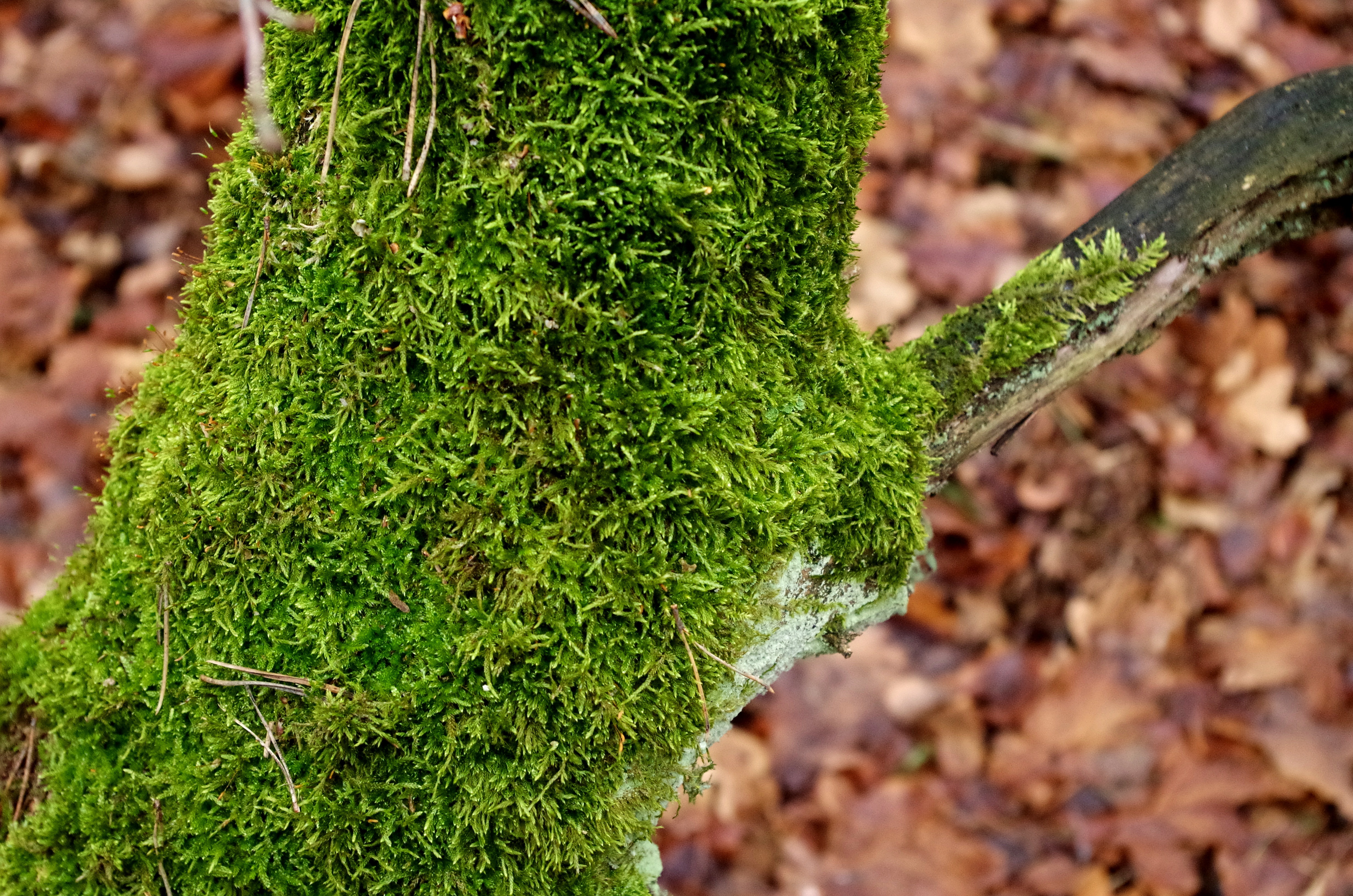 Покрытый мохом. Мшистый Покров. Mossy Trunk. Шотландский мох. Цвет мох.