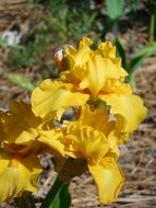 Blooming yellow flowers in the spring