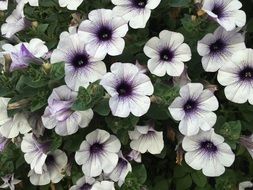 flowering plant like a bush