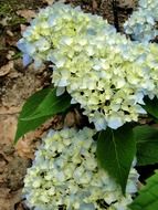 perennial hydrangeas in summer
