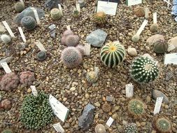 A lot of the cactuses blossom