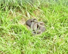 viper on green grass