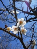 white flowers on a plum tree in sunny spring
