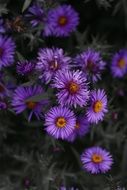 purple flowers as a daisies