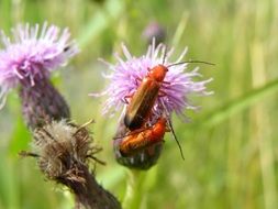 Orange beetle on thistle flowers fioleovyh