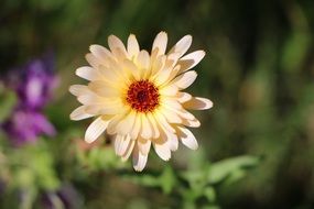 Flower Yellow Marigold