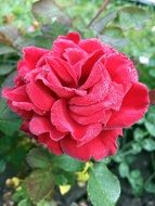 red velvet rose in the garden