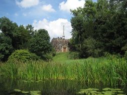 reed by the river