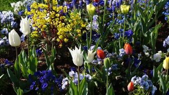flowerbed with colorful spring flowers under the bright sun
